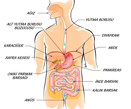 Sindirim Sistemi Organlar