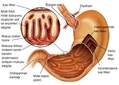 Midede Sindirim Nedir ve Nasıl Yapılır?