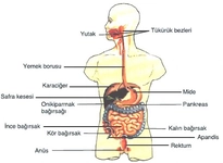 Sindirim Sistemi Test