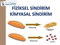 Fiziksel Sindirim Organları ve İşleyişi