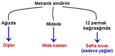 Mekanik Sindirim Nedir ve Özellikleri Nelerdir?