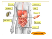 Sindirim Sistemi Özellikleri ve Faydaları Nelerdir?