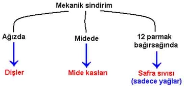 Sindirim Çeşitleri Türleri ve Özellikleri