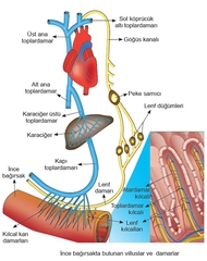 Sindirim Sisteminde Emilim Nasıl Gerçekleşir?
