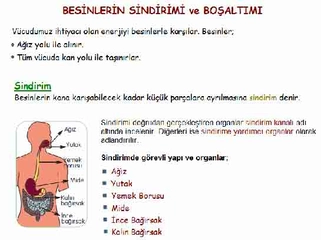 Sindirim ve Boşaltım Sistemi Türleri ve Özellikleri
