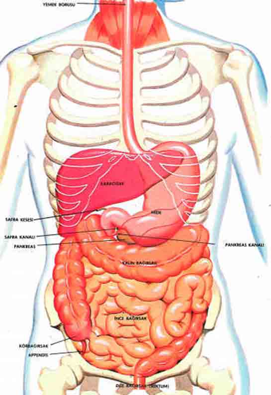 Besinlerin Sindirimi