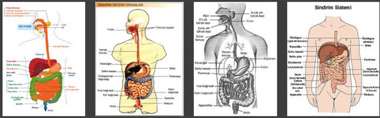 Biyoloji Sindirim Sistemi