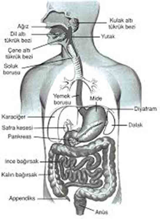 Canllarda Sindirim Sistemi