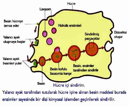 Hcre i Sindirim