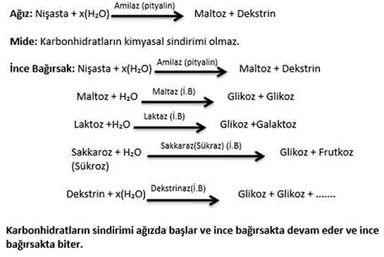 Karbonhidratlarn Sindirimi