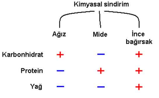 Kimyasal Sindirim