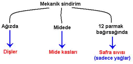 Mekanik Sindirim