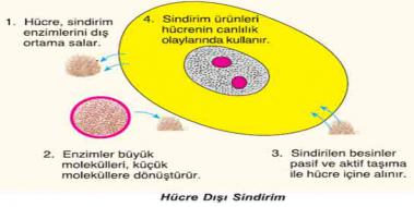 Hcre D Sindirim