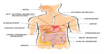 nsanda Sindirim Sistemi