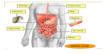 Sindirim Sistemi Grevleri