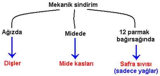 Sindirim eitleri