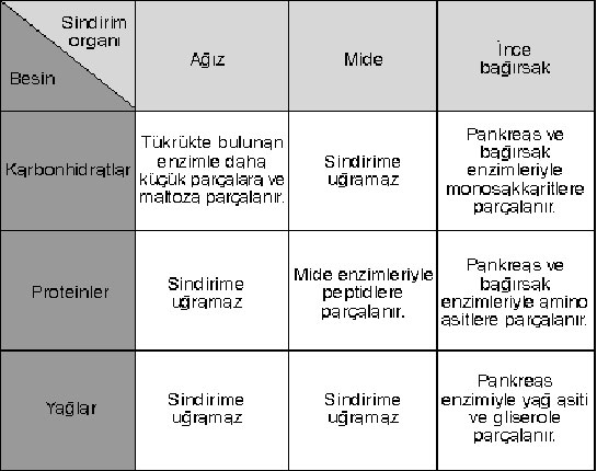 Sindirim Enzimleri