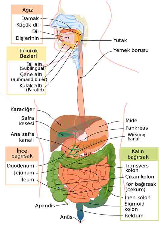 Sindirim Kanal