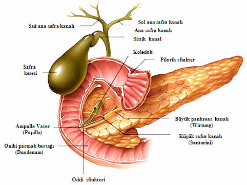 Sindirim Sistemi Anatomisi