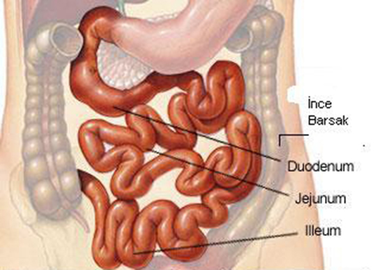 Sindirim Sistemi nce Barsak
