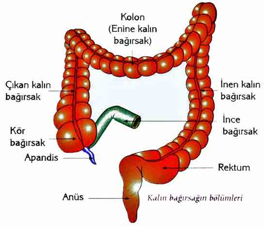 Sindirim Sistemi Kaln Barsak