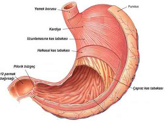 Sindirim Sistemi Mide