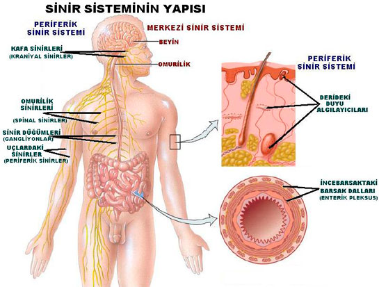 Sindirim Sistemi Nedir