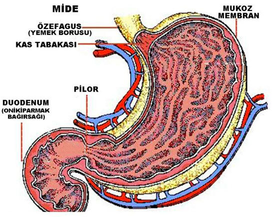 Sindirim Sistemi Rahatszlklar