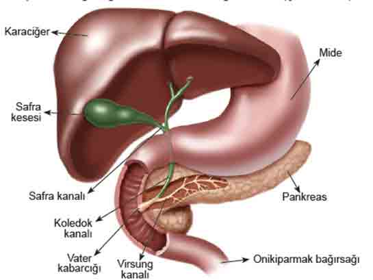 Sindirim Sistemine Yardmc Organlar