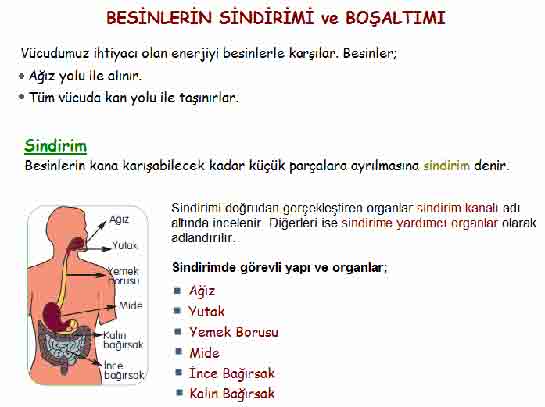 Sindirim ve Boaltm Sistemi